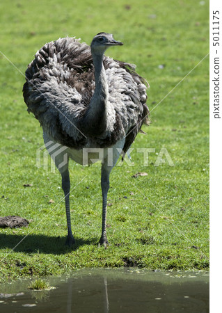 Rhea walking through a field 5011175