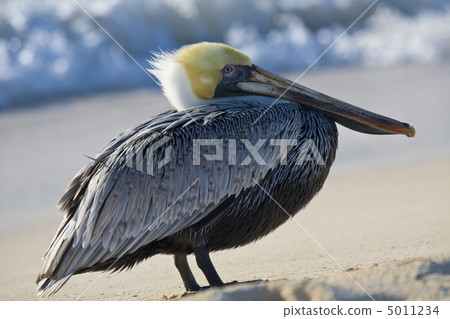 pelican is walking on a shore