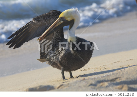 Pelican is walking on a shore 5011238