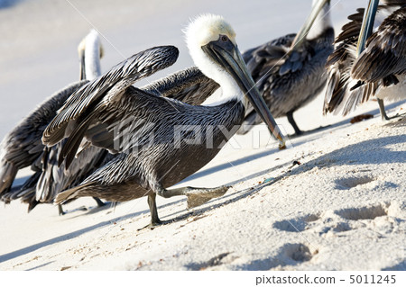 Pelicans are walking on a shore Pelicans are walking on a shore 5011245