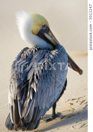 Pelican is walking on a shore Pelican is walking on a shore 5011247