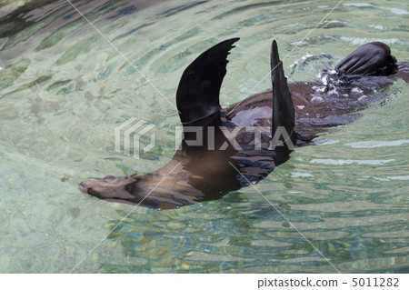 Ypung seal swiming in pool Ypung seal swiming in pool 5011282