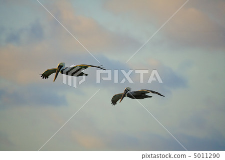 Pelicans looking for their pray Pelicans looking for their pray 5011290