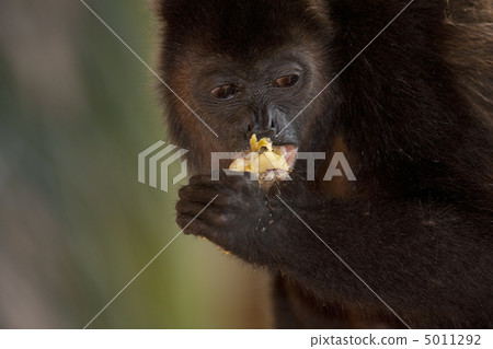 Monkey is eating an apple Monkey is eating an apple 5011292