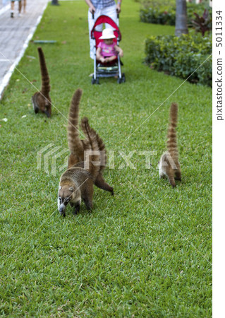 Cozumel raccoons seaking for food 5011334