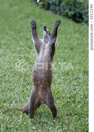 Cozumel raccoon seaking for food 5011340