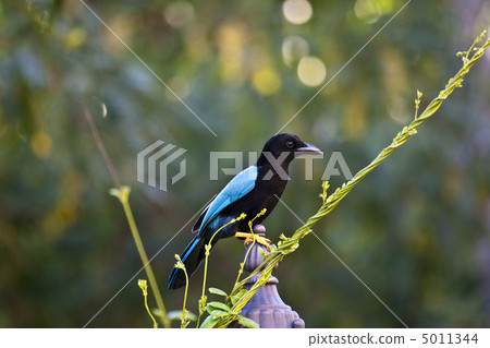 Curious starling 5011344