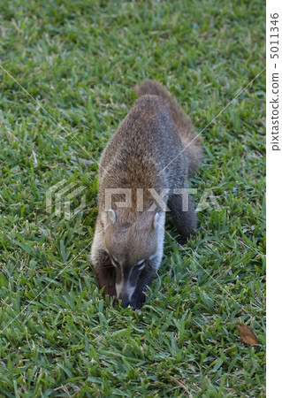 Cozumel raccoon seaking for food 5011346