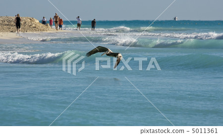 Pelicans looking for their pray Pelicans looking for their pray 5011361