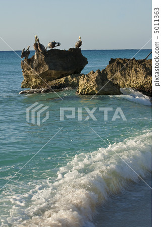 Caribbean sea. Pelicans sitting on a rock 5011363