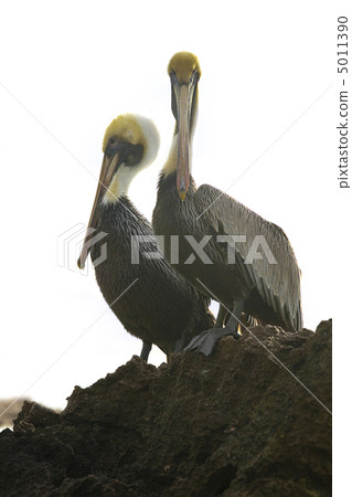 Caribbean sea. Pelicans sitting on a rock 5011390