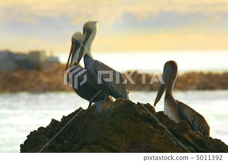 Caribbean sea. Pelicans sitting on a rock 5011392