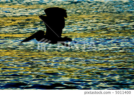 Flying pelican looking for its pray 5011400