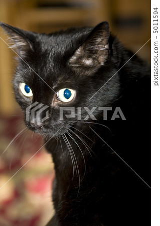 Black cat 5011594