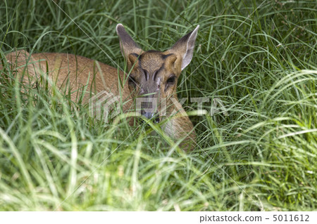 Muntjac deer hiding in grass 5011612