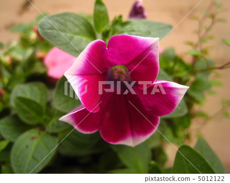 Petunia 5012122