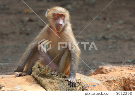 Macaque in the Zoo. Macaque in the Zoo. 5012298