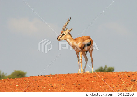 Gazelle on the hill. Gazelle on the hill. 5012299
