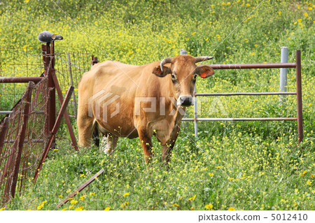 Cow on the field. 5012410
