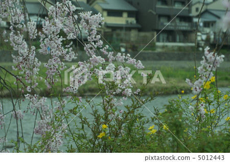 在Kamogawa河上開花的櫻花(沿著鴨川/京都市) 在Kamogawa河上開花的櫻花(沿著鴨川/京都市) 5012443