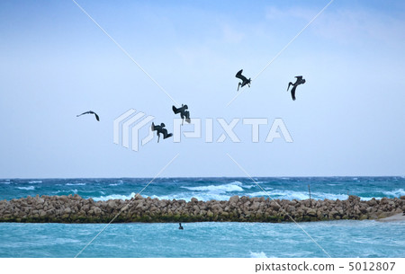 Pelicans looking for their pray 5012807