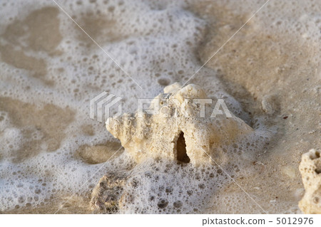 Sea shells on sand Sea shells on sand 5012976