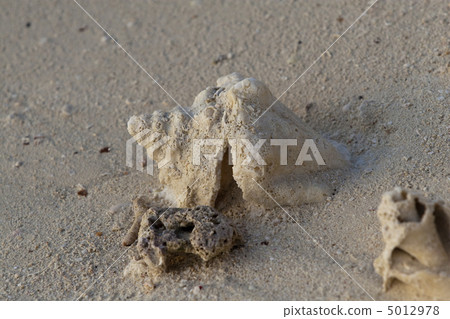 Sea shells on sand Sea shells on sand 5012978