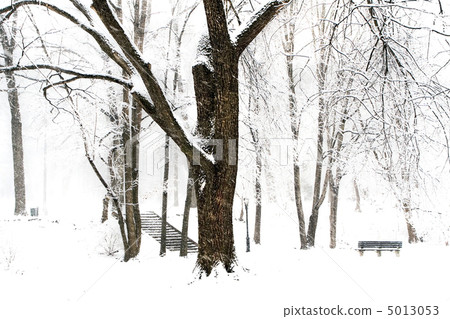 Winter forest 5013053