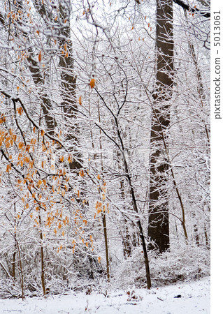 Winter forest Winter forest 5013061