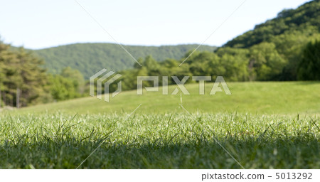 Green Grass and Blue Sky Green Grass and Blue Sky 5013292