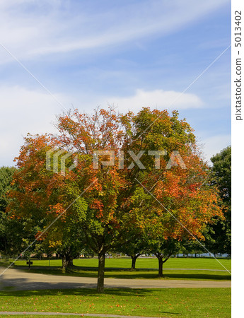 Autumn park 5013402