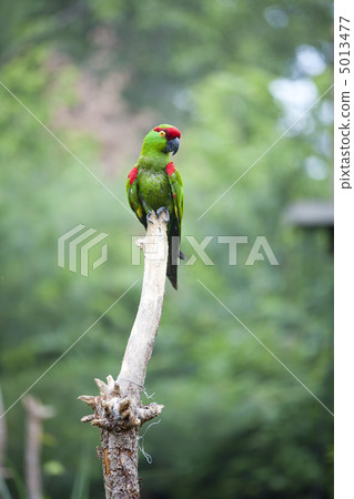 Thick-biller Parrot 5013477