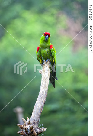 Thick-biller Parrot 5013478