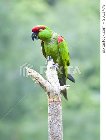 Thick-biller Parrot 5013479