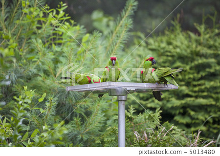 Thick-biller Parrot 5013480