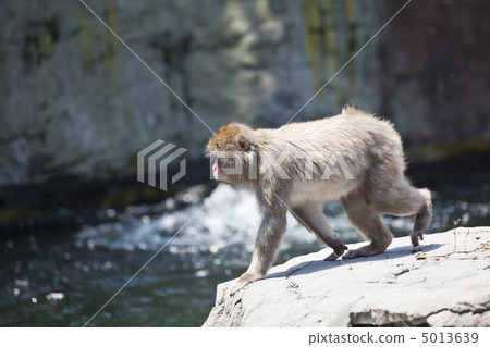 monkey, monkeys, The monkey 5013639