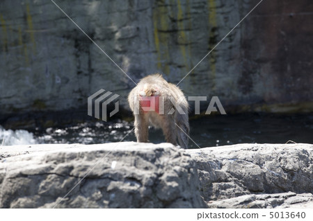 Snow monkey Snow monkey 5013640