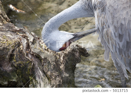 Redheaded crane 5013715