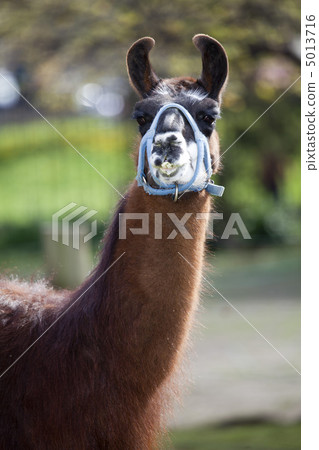 Llama 5013716