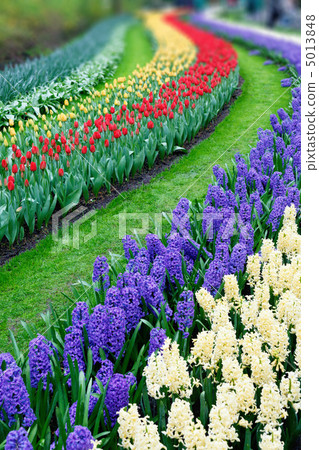 Tulips and hyacinth 5013848