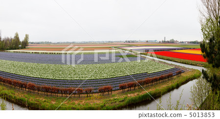 Tulip fields Tulip fields 5013853