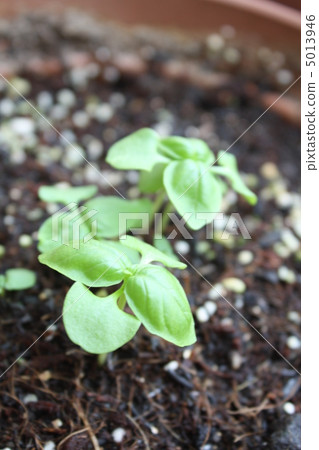 Basil bud Basil bud 5013946
