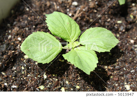 Shiso 's bud Shiso 's bud 5013947