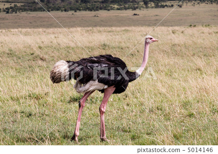 Masai ostrich 5014146