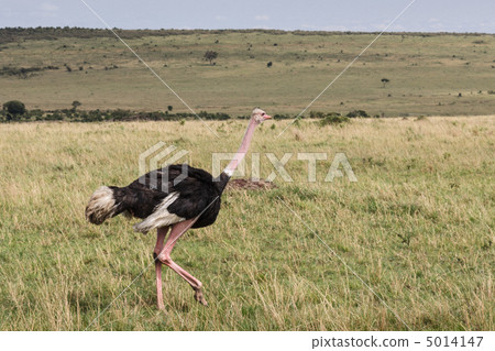 Masai ostrich 5014147