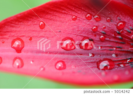 Passionate red lily petals and water drops 5014242