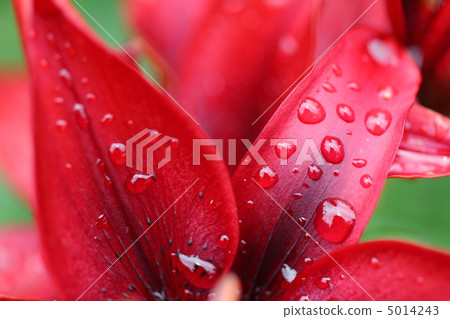 Passionate red lily petals and water drops 5014243