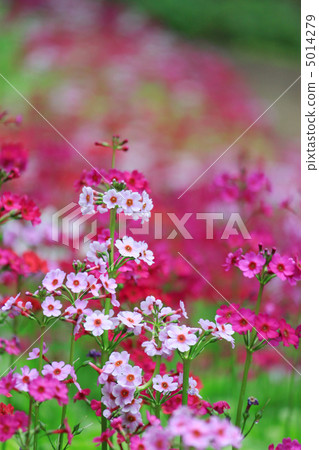 Pink Climber 5014279