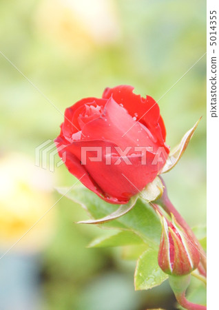 Rose rose garden 5014355