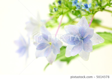  Gaku hydrangea 5014378